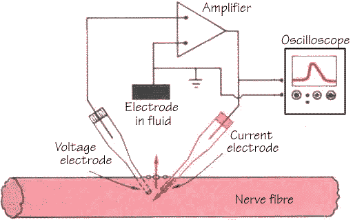 Nerve Fibre