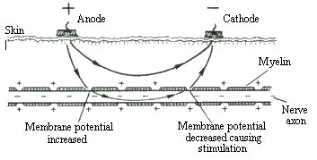 skin-structure