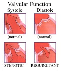 Valvular Function