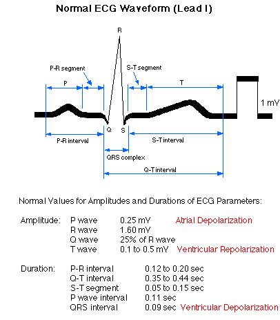 Normal ecg waveform